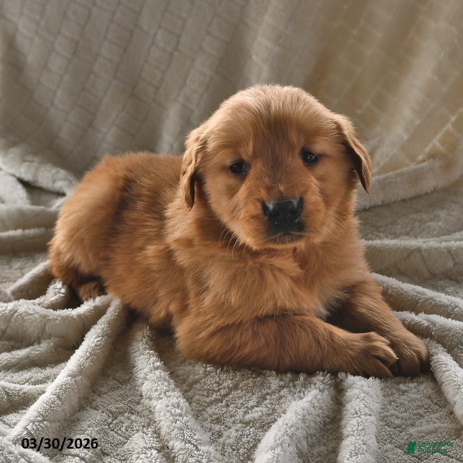 Golden Retriever dogs Blossom - Ad 1
