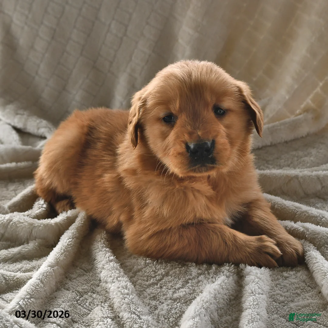 Golden Retriever dogs for sale: Blossom - Ad 1