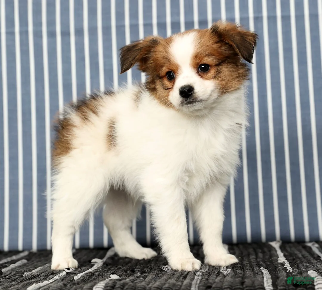 Papillon dogs for sale: Mack - Ad 3