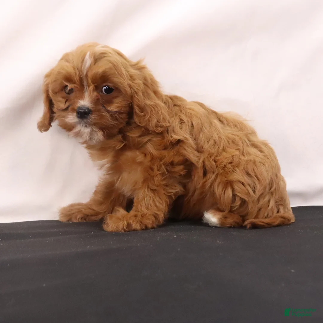 Cavapoo dogs for sale: Wendy - Ad 6