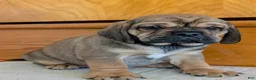 Puggle dogs for sale: Chase  - Ad 16