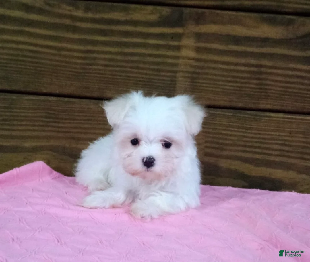 Maltese dogs for sale: Bella - Ad 2
