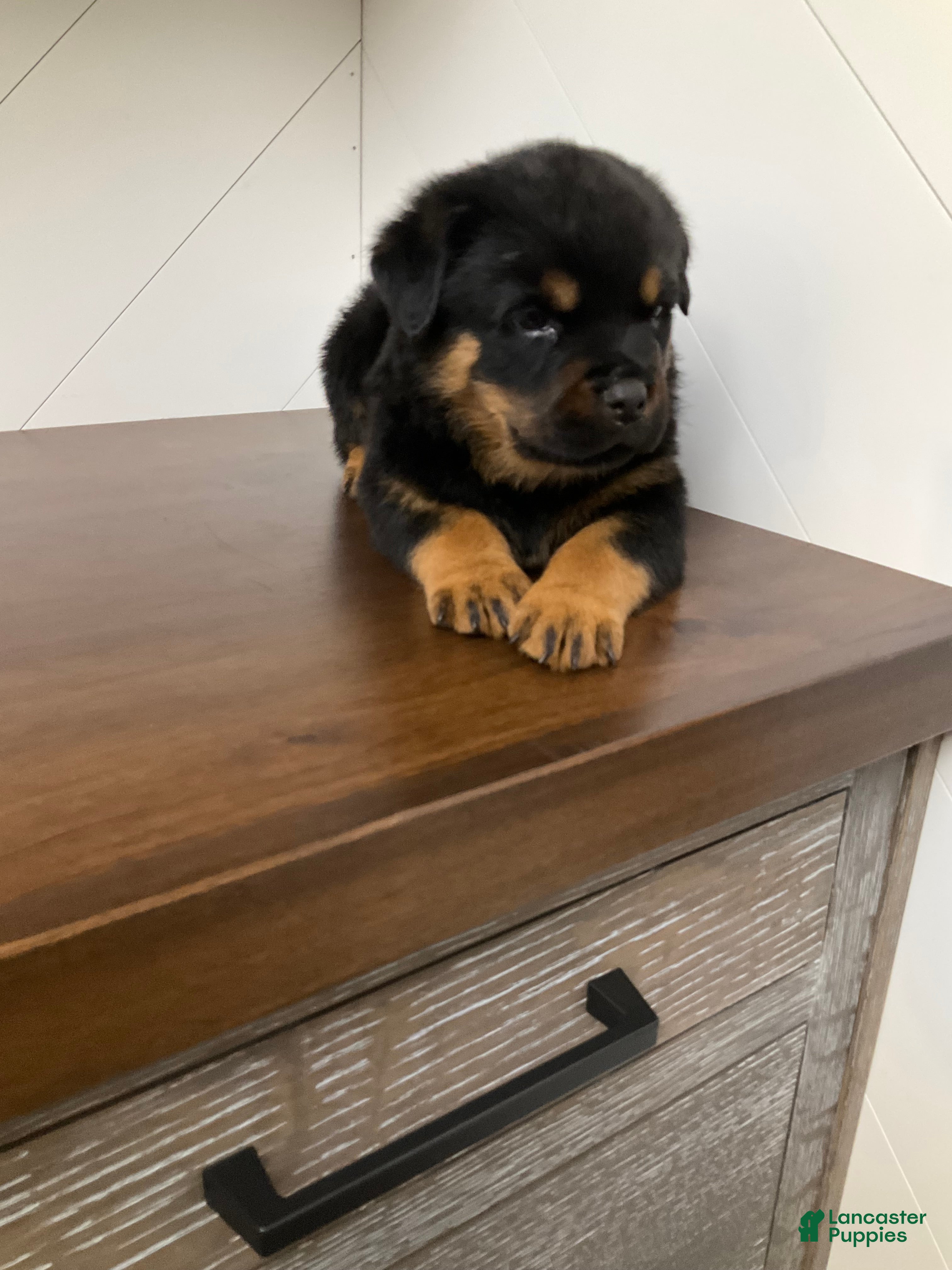 Rottweiler dogs Rottweiler Puppy 6 - Ad 9