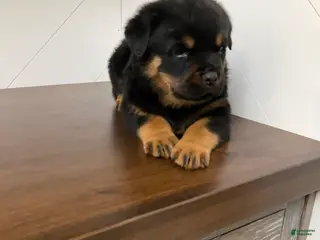 Rottweiler dogs Rottweiler Puppy 6 - Ad 9