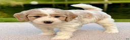 Goldendoodle dogs for sale: Flopsy  - Ad 5