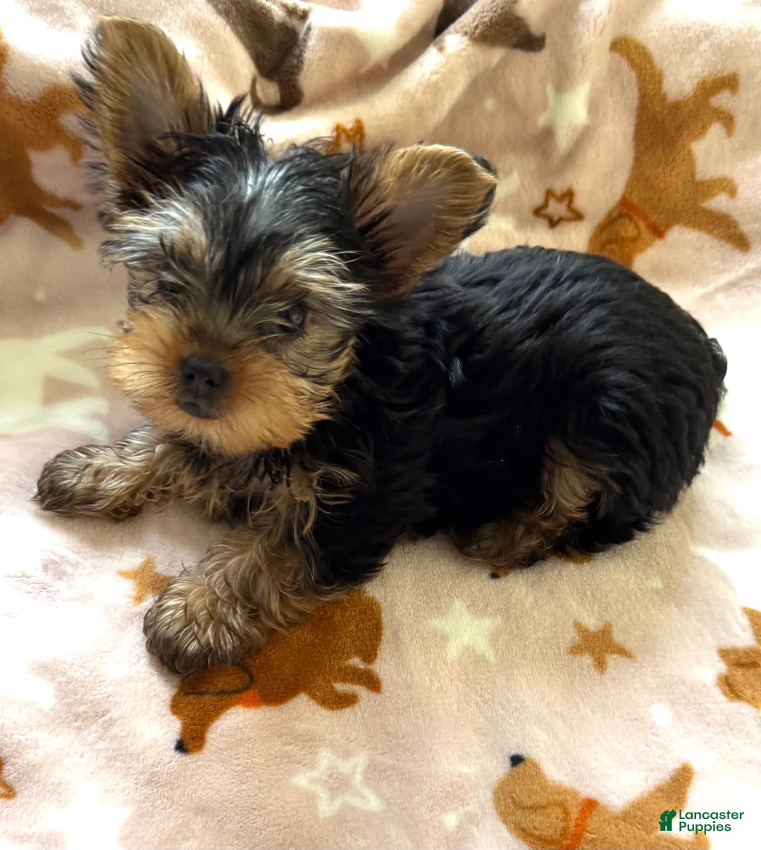 Yorkshire Terrier dogs for sale: Yorkshire Terrier Puppy 1 - Ad 7