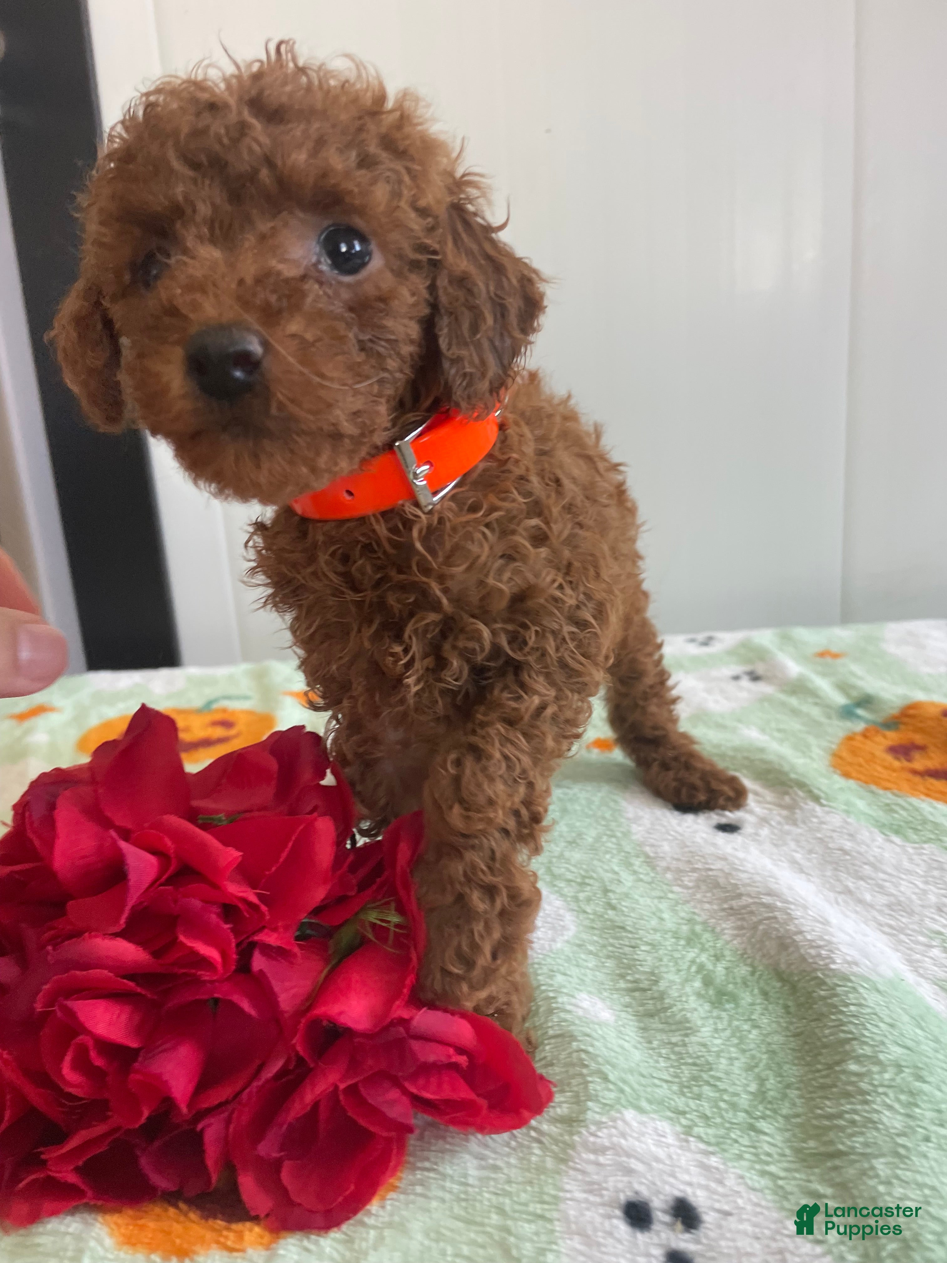 Miniature Poodle dogs Barkley - Ad 1