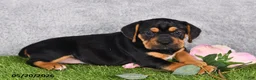Beabull dogs for sale: Tracey - Ad 5