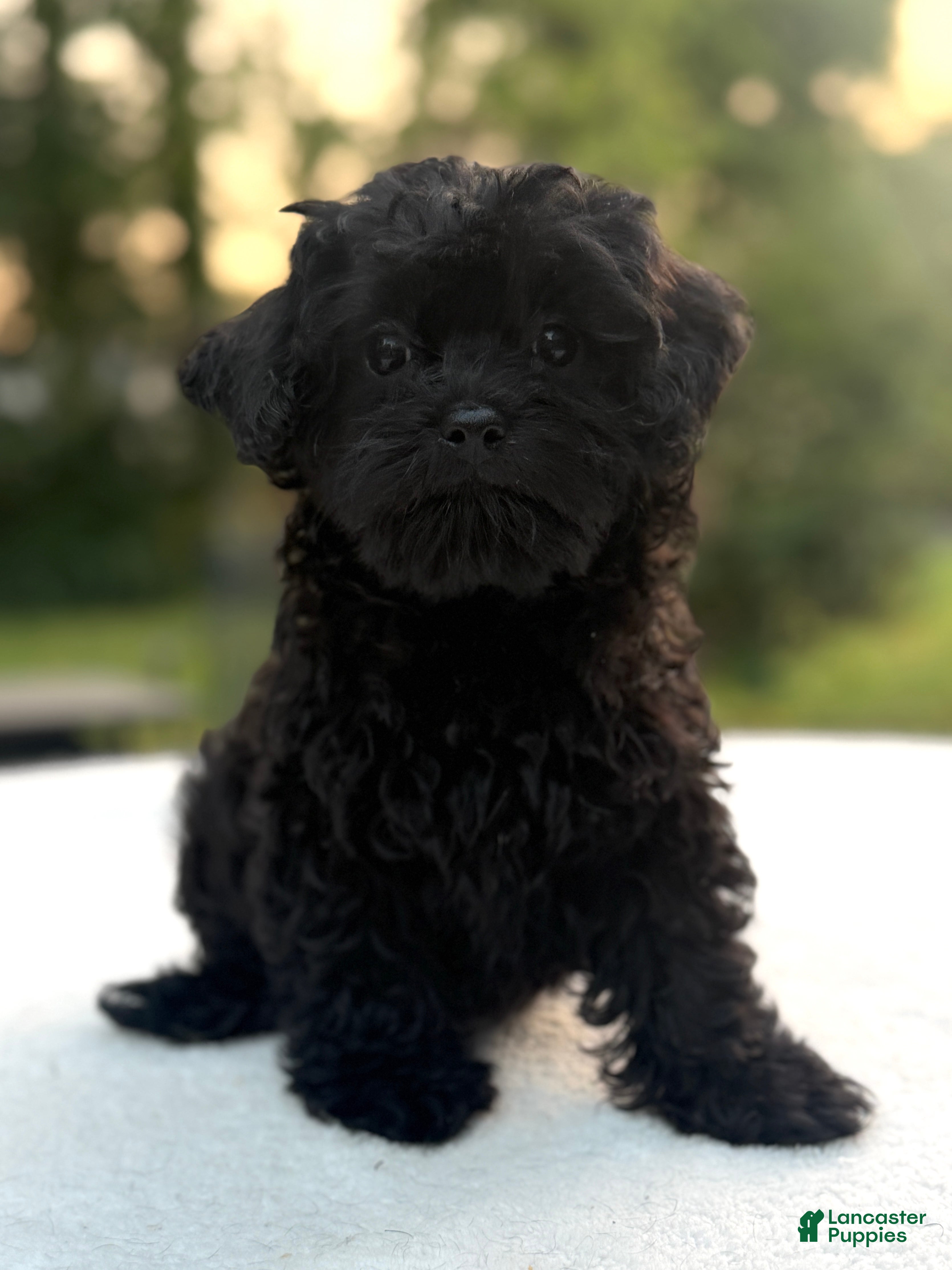 Mixed Breed dogs Holly - Ad 1