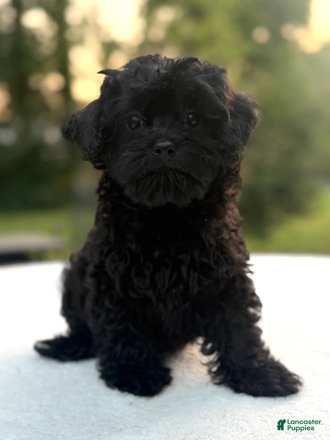 Mixed Breed dogs for sale: Holly - Ad 1