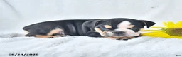 Olde English Bulldogge dogs for sale: Dora - Ad 5