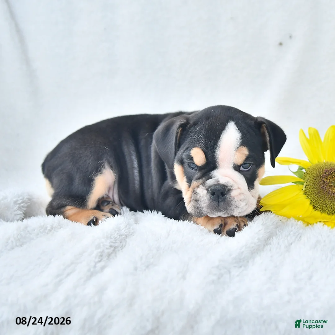 Olde English Bulldogge dogs for sale: Dora - Ad 5