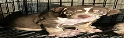 American Bully dogs for sale: American Bully 1 - Ad 2