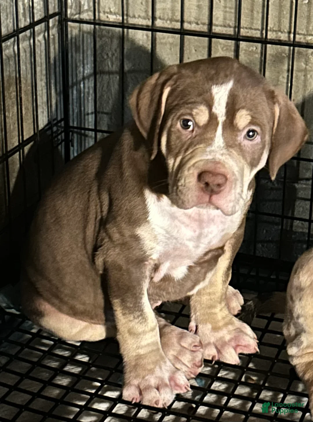 American Bully dogs for sale: American Bully 1 - Ad 2