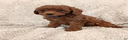 Miniature Poodle dogs for sale: Brody - Ad 16