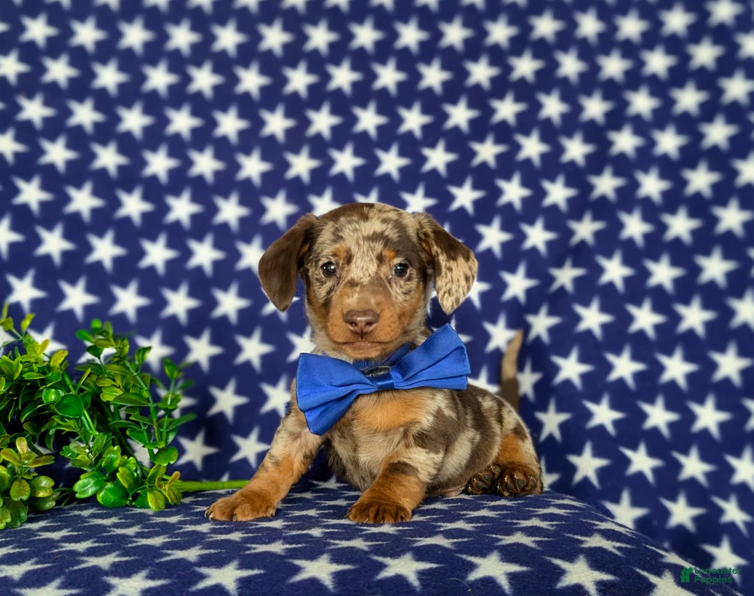 Miniature Dachshund dogs for sale: Vaughn - Ad 3