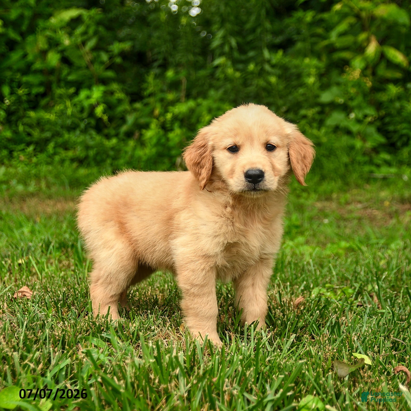 Golden Retriever dogs Nila - Ad 1