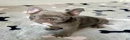 French Bulldog dogs for sale: Hershey - Ad 10