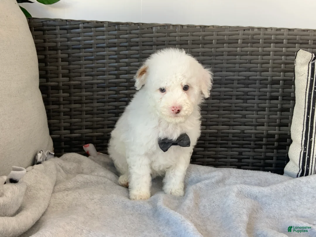Toy Poodle dogs for sale: speller - Ad 4