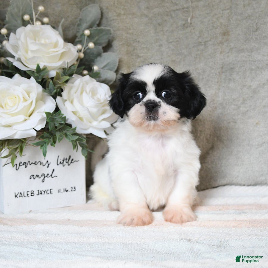 Shih Tzu dogs Queenie - Ad 1