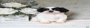 Queenie