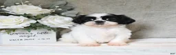 Shih Tzu dogs for sale: Queenie - Ad 1