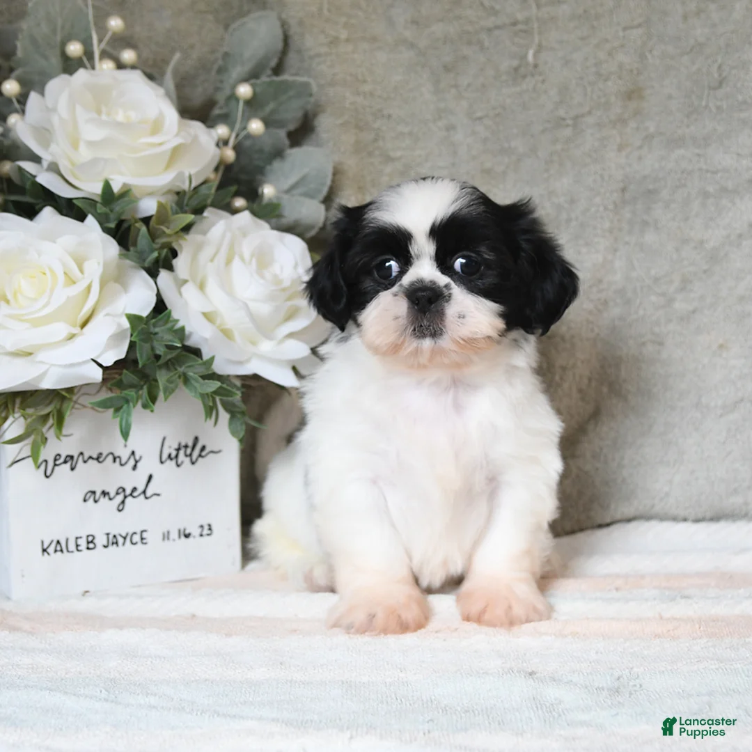 Shih Tzu dogs for sale: Queenie - Ad 1
