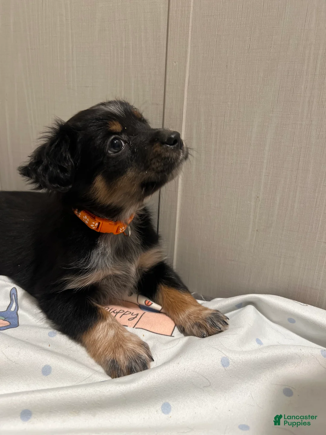 Mixed Breed dogs for sale: Prancer  - Ad 3