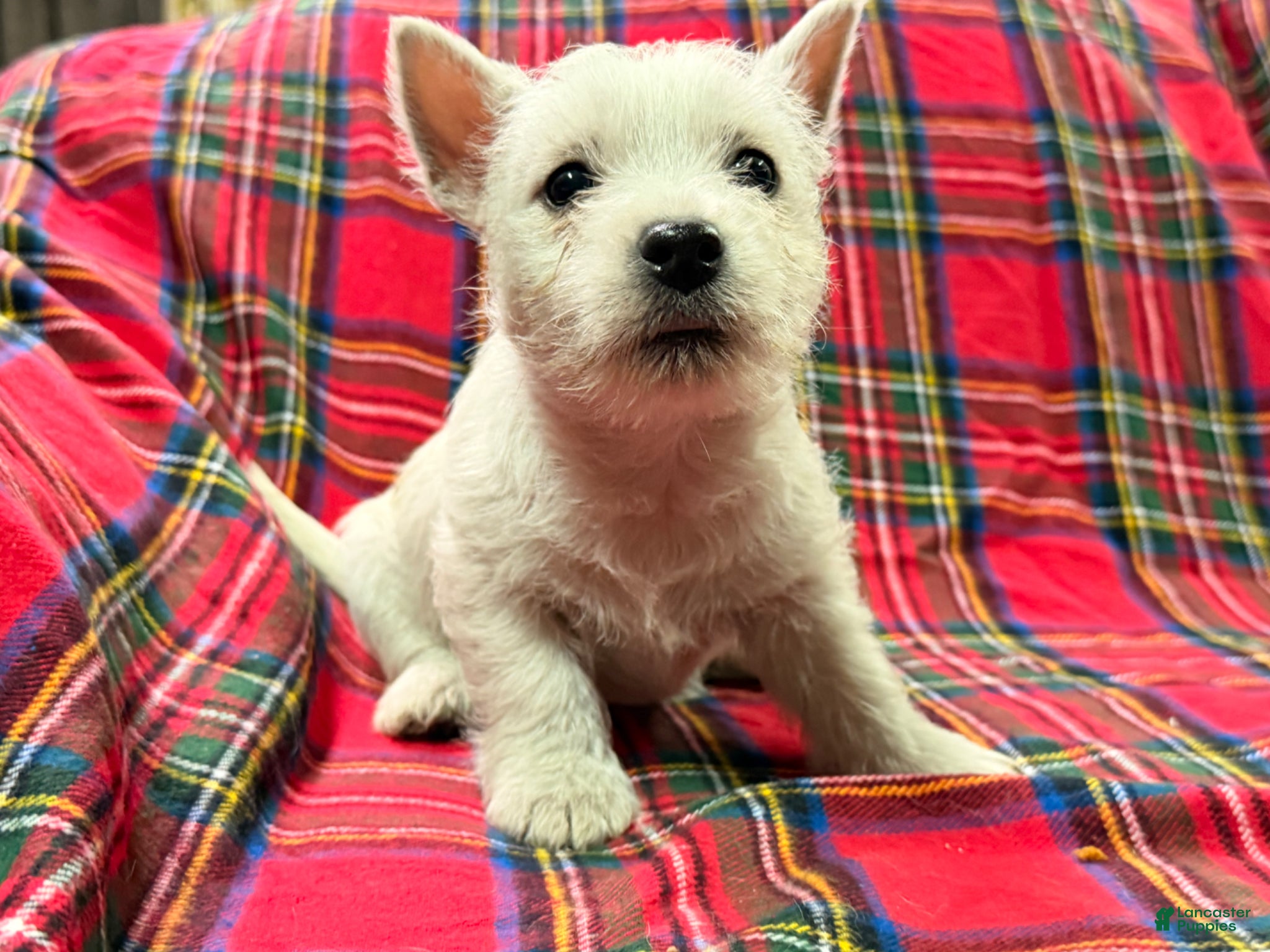 West Highland Terrier dogs for sale: Teyana  - Ad 1