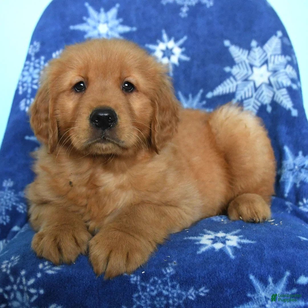 Golden Retriever dogs for sale: Winslow - Ad 3