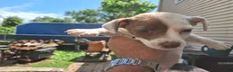 Jack Russell Terrier dogs for sale: Jack Russell Terrier 3 - Ad 7
