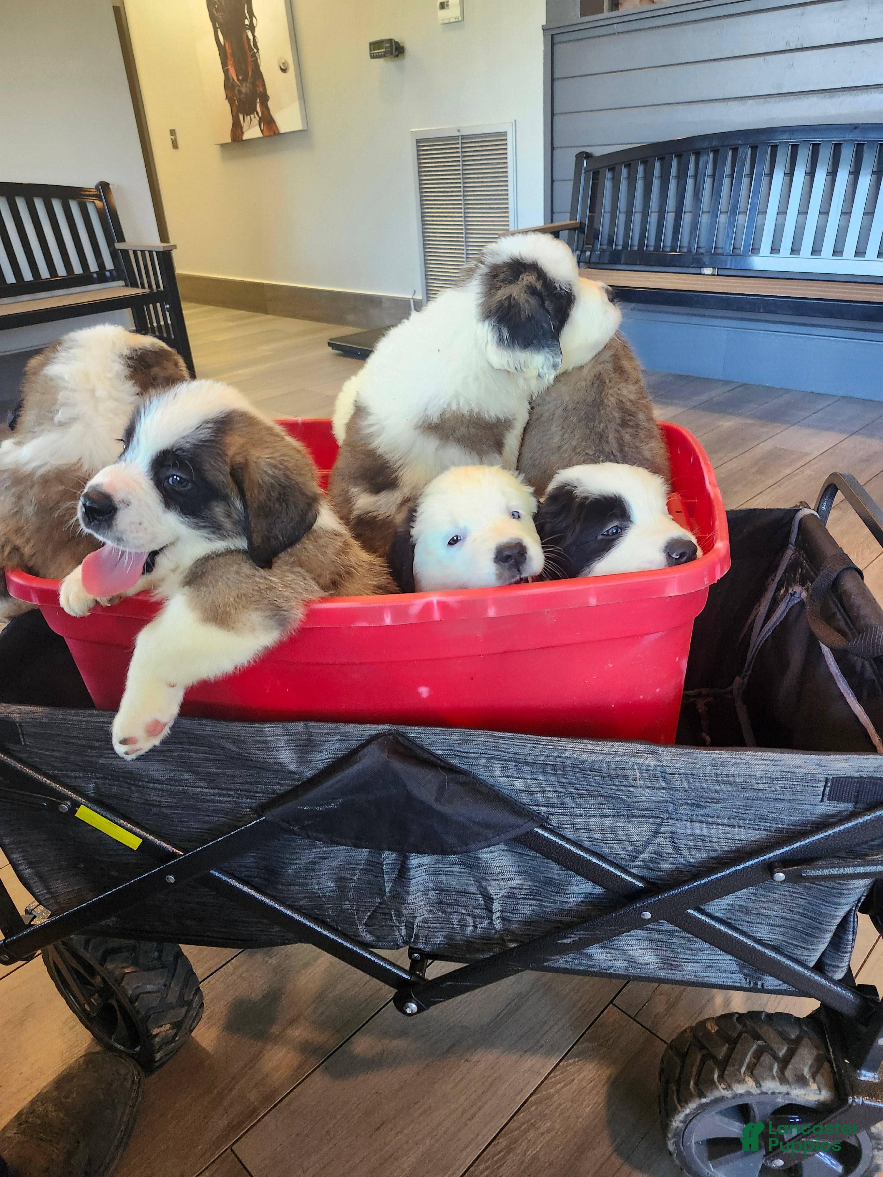 Saint Bernard dogs Saint Bernard 3 - Ad 7