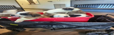 Saint Bernard 3