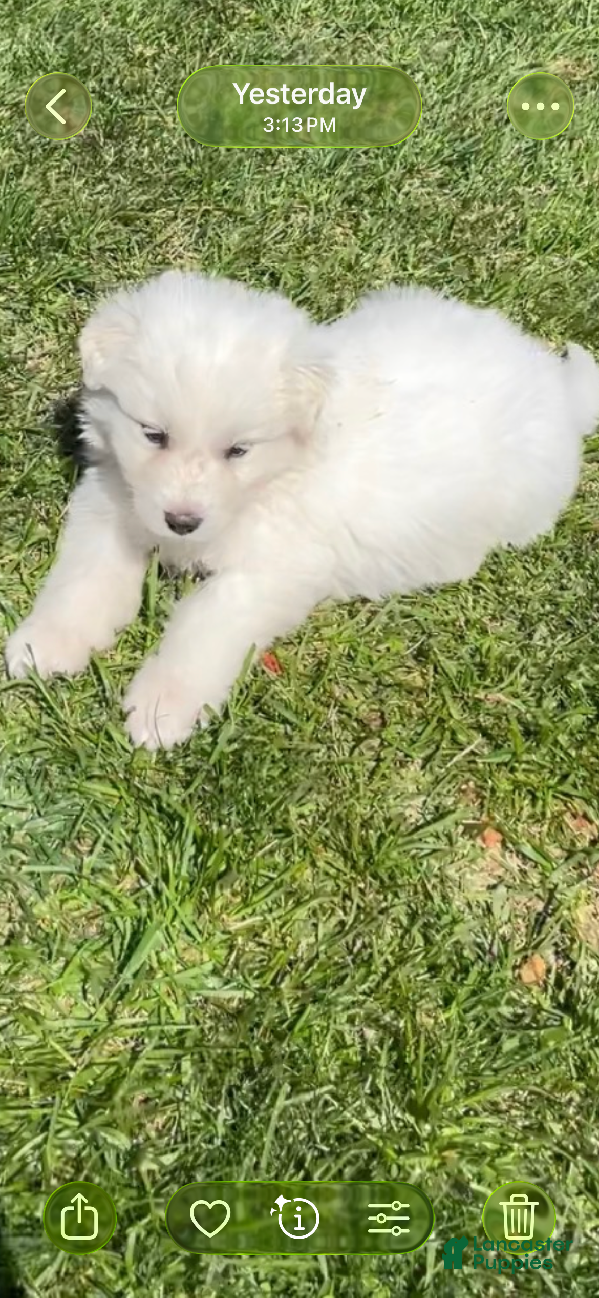 Mixed Breed dogs Boo Boo - Ad 2