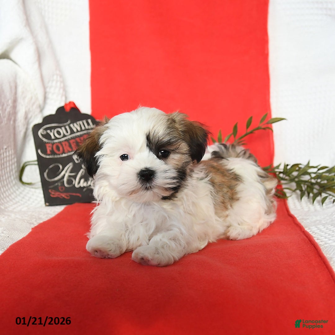 Malshi dogs for sale: Sophie - Ad 5