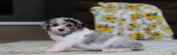 Miniature Poodle dogs for sale: Bandit (AKC) - Ad 8