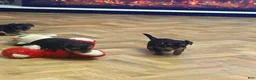 Yorkshire Terrier dogs for sale: Yorkshire Terrier 1 - Ad 1
