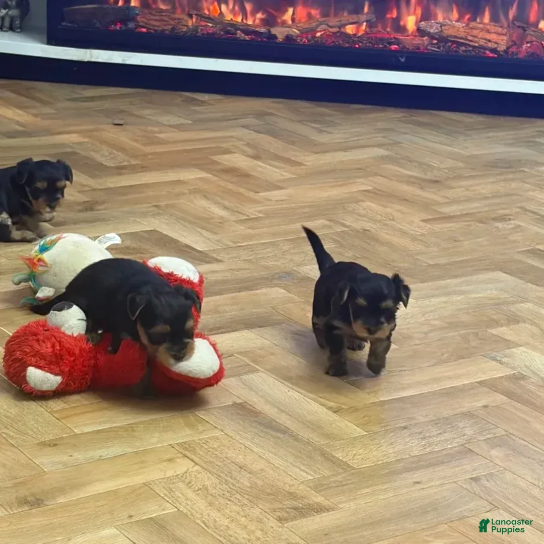 Yorkshire Terrier dogs for sale: Yorkshire Terrier 1 - Ad 1