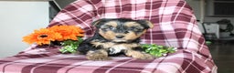 Yorkshire Terrier dogs for sale: Mason - Ad 3