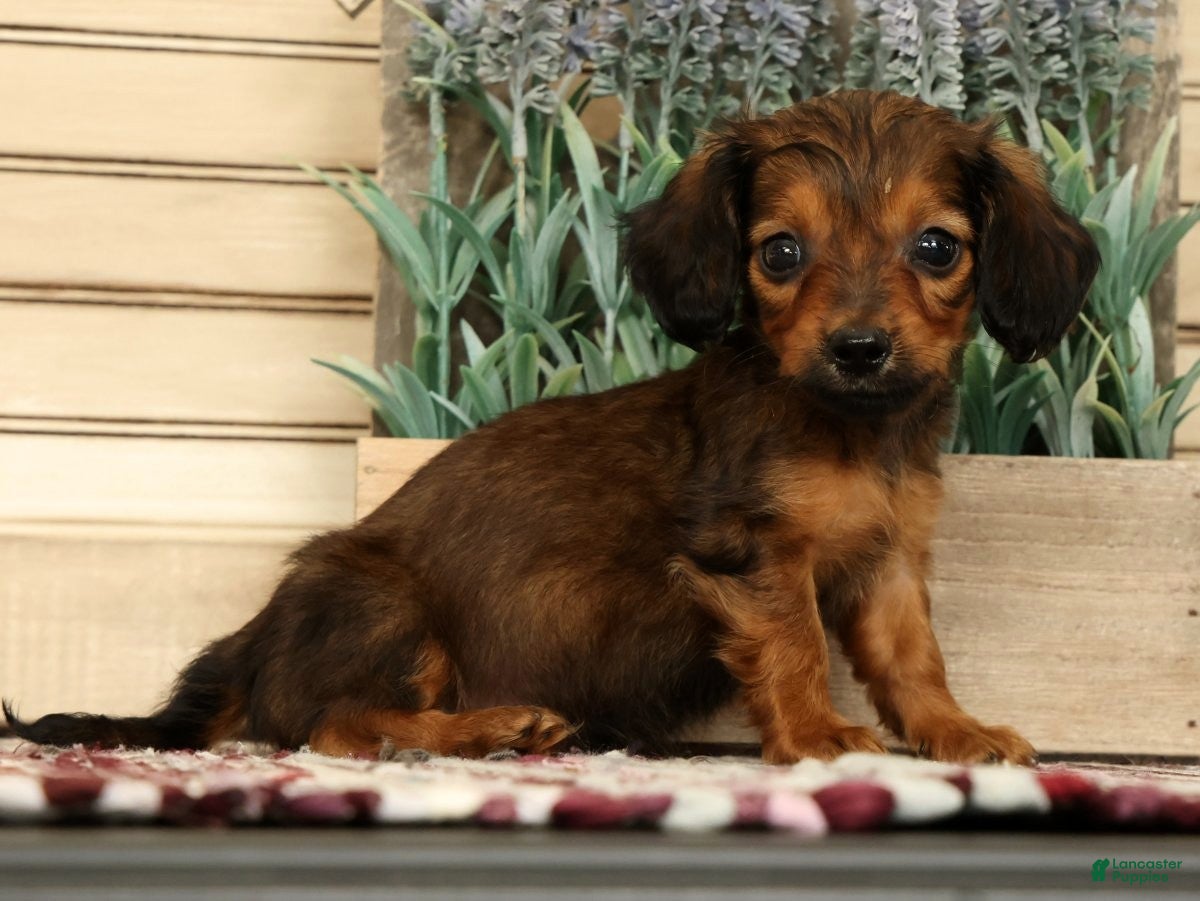 Miniature Dachshund dogs Teddy - Ad 1