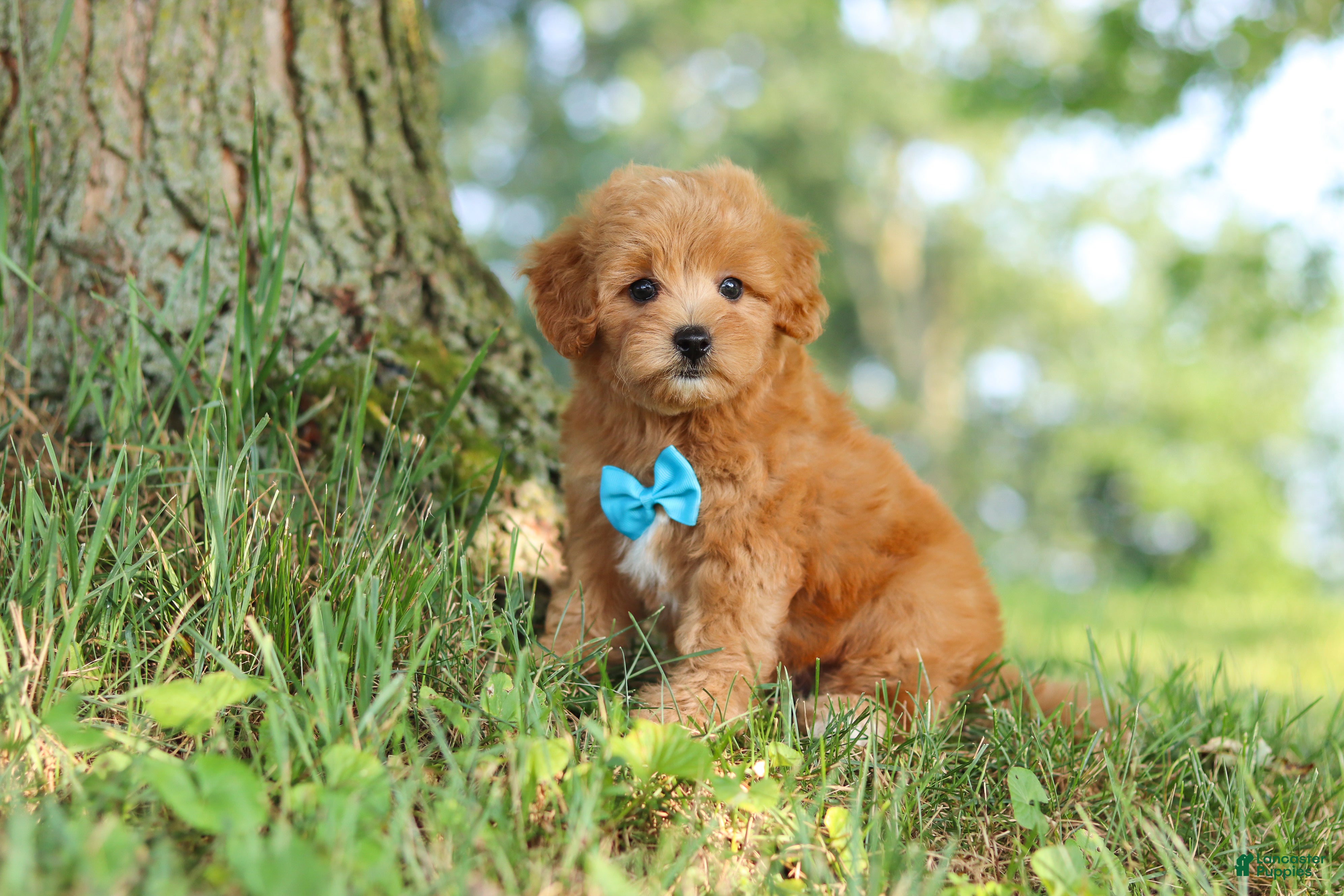 Maltipoo dogs Conner - Ad 2