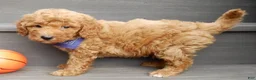 Mini Goldendoodle dogs for sale: Finn - Ad 3