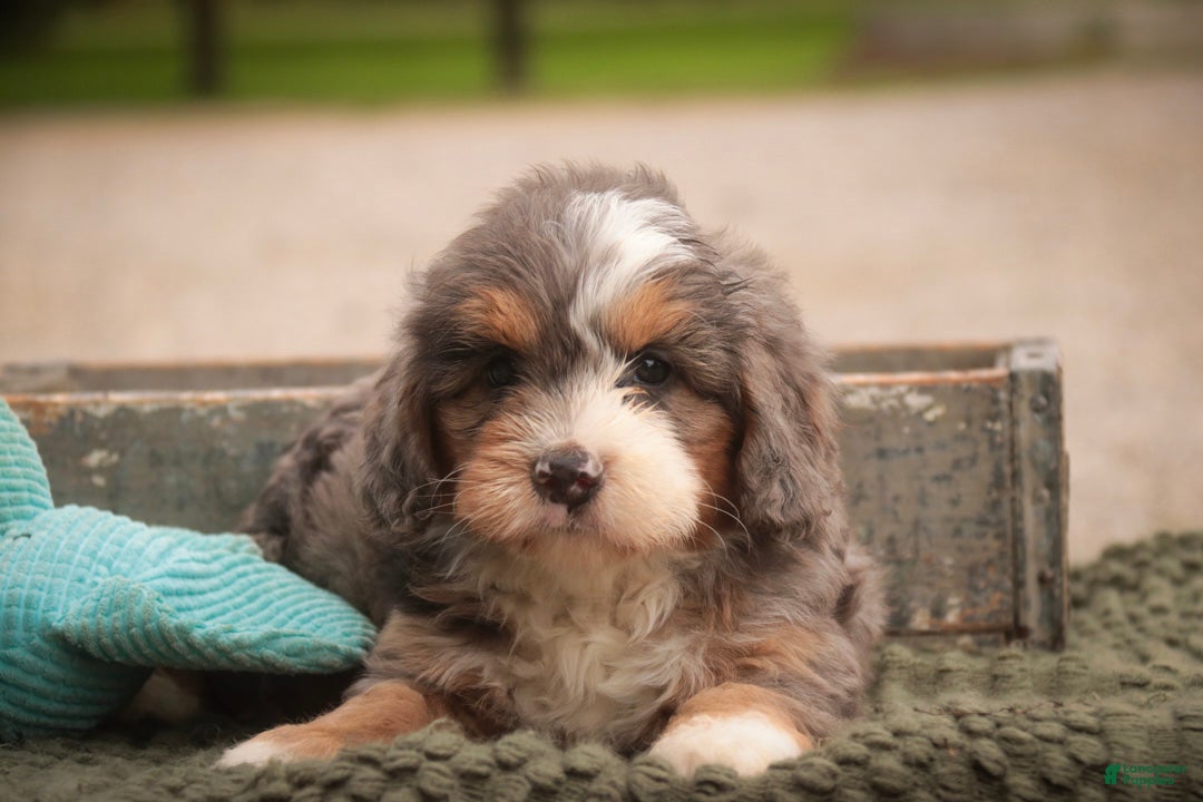 Bernedoodle dogs Willow Miniature Bernedoodle  - Ad 2