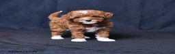Toy Poodle dogs for sale: Rocky - Ad 1
