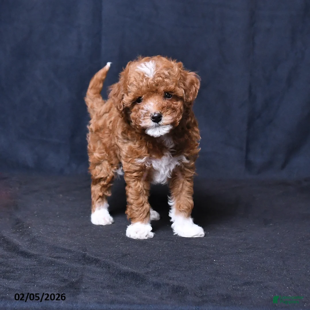 Toy Poodle dogs for sale: Rocky - Ad 1