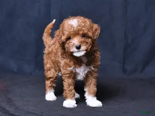 Toy Poodle dogs Rocky - Ad 11