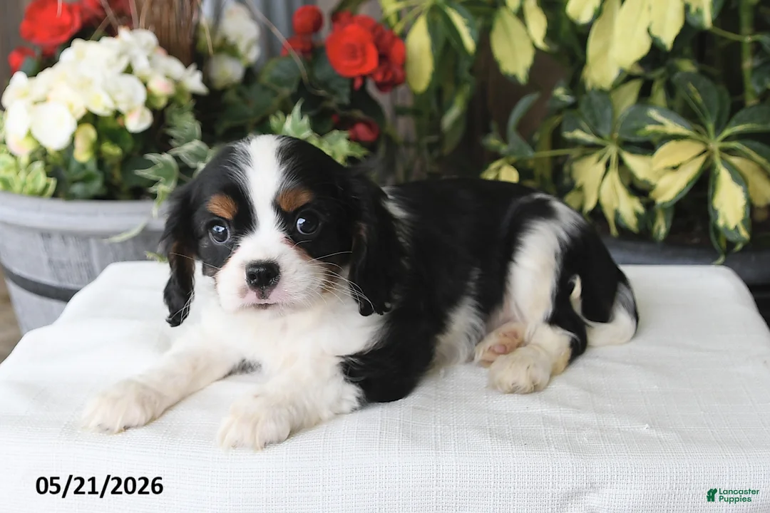 Cavalier King Charles Spaniel dogs for sale: Jackson - Ad 5