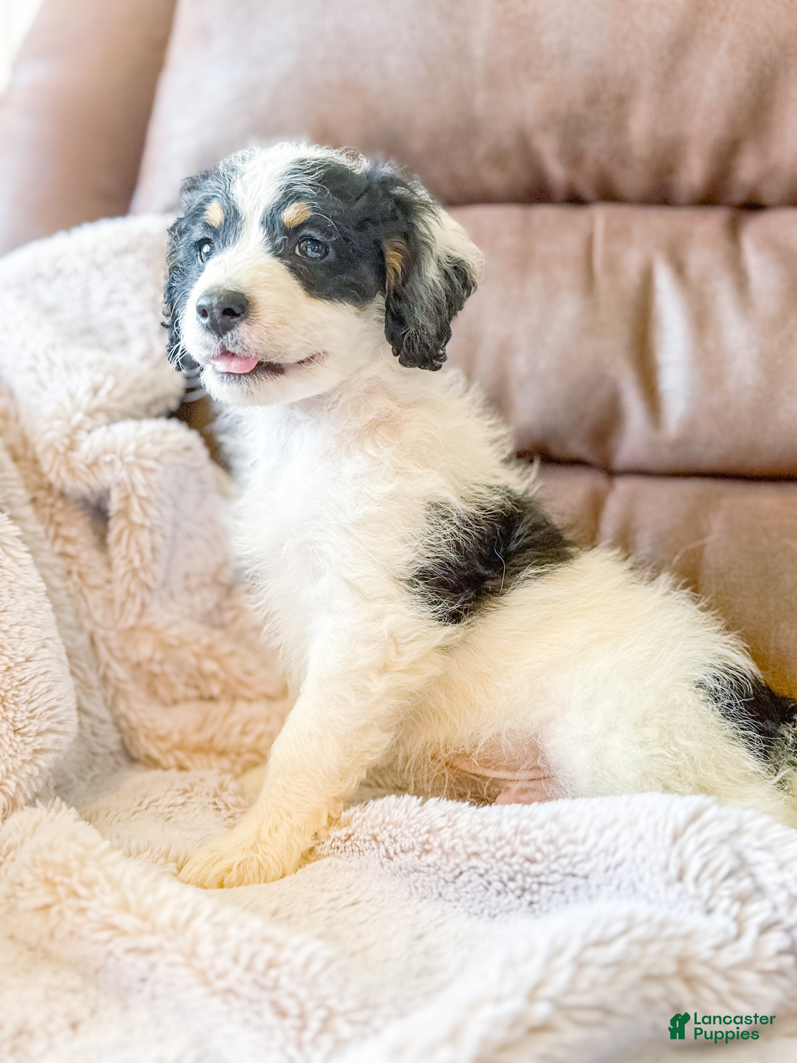 Mini Bernedoodle dogs for sale: Buster  - Ad 37