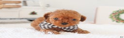 Toy Poodle dogs for sale: Gingerbread - Ad 10