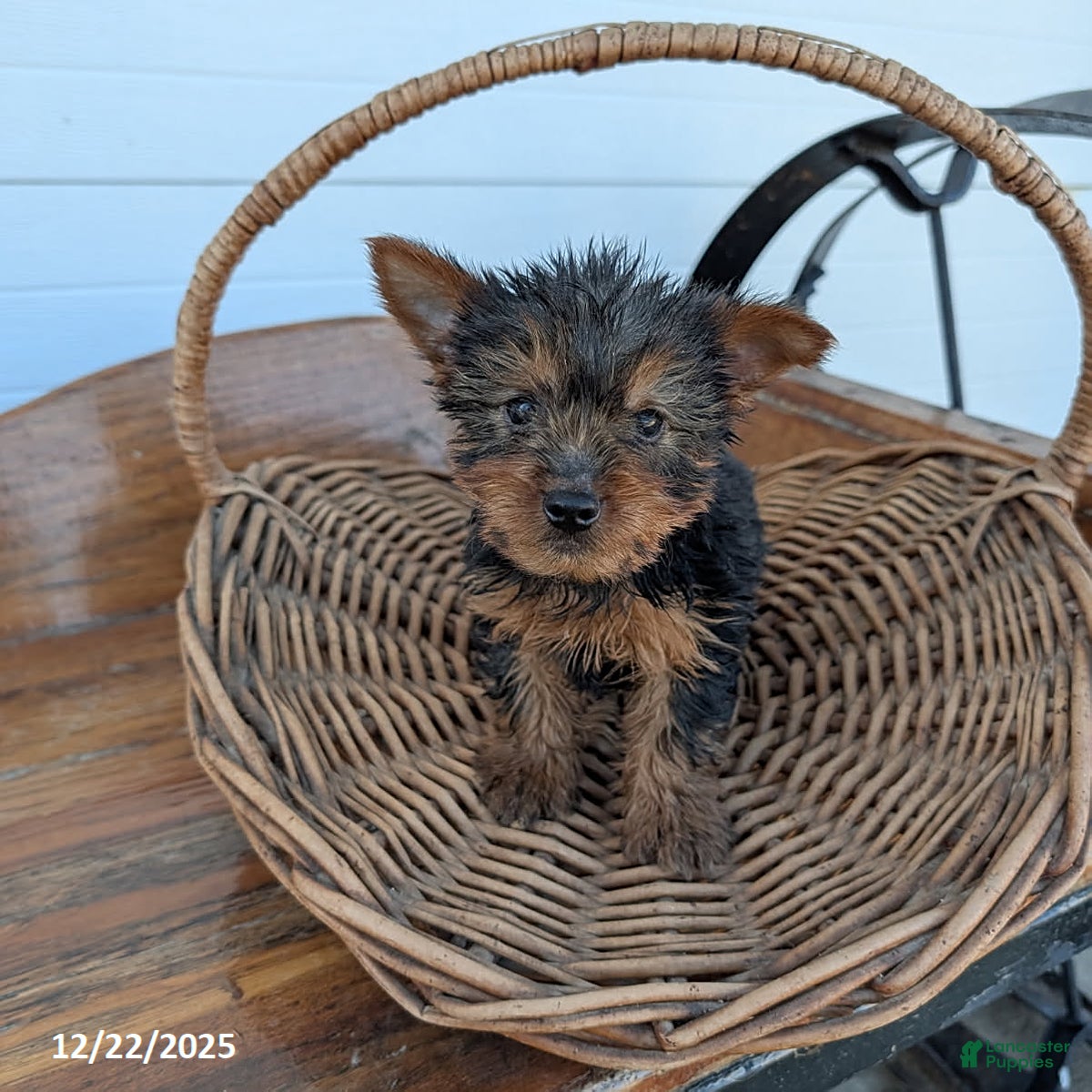 Yorkshire Terrier dogs Ronald - Ad 36